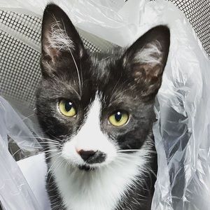 Meet your Posher, Jiji